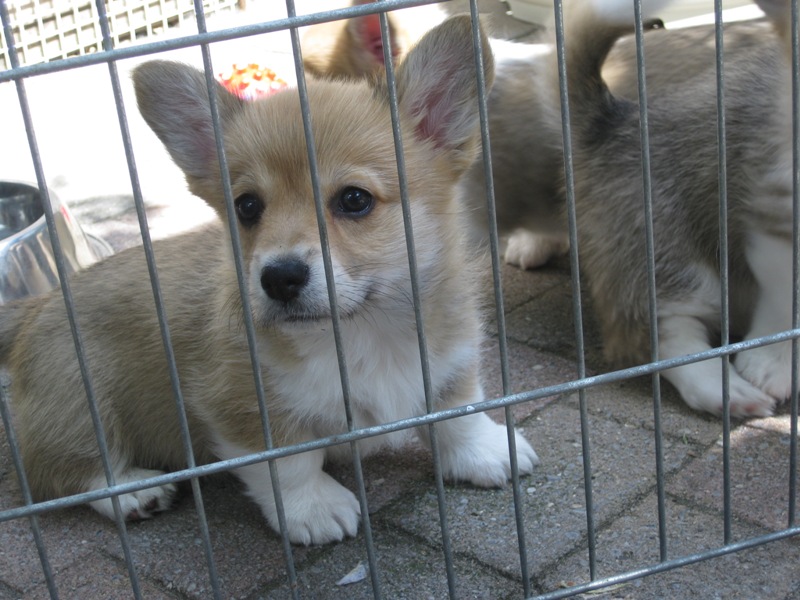 Puppies